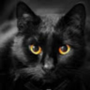 Meet your Posher, Audrey